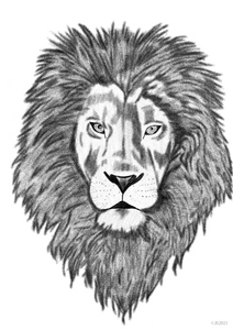 Lion Art Print