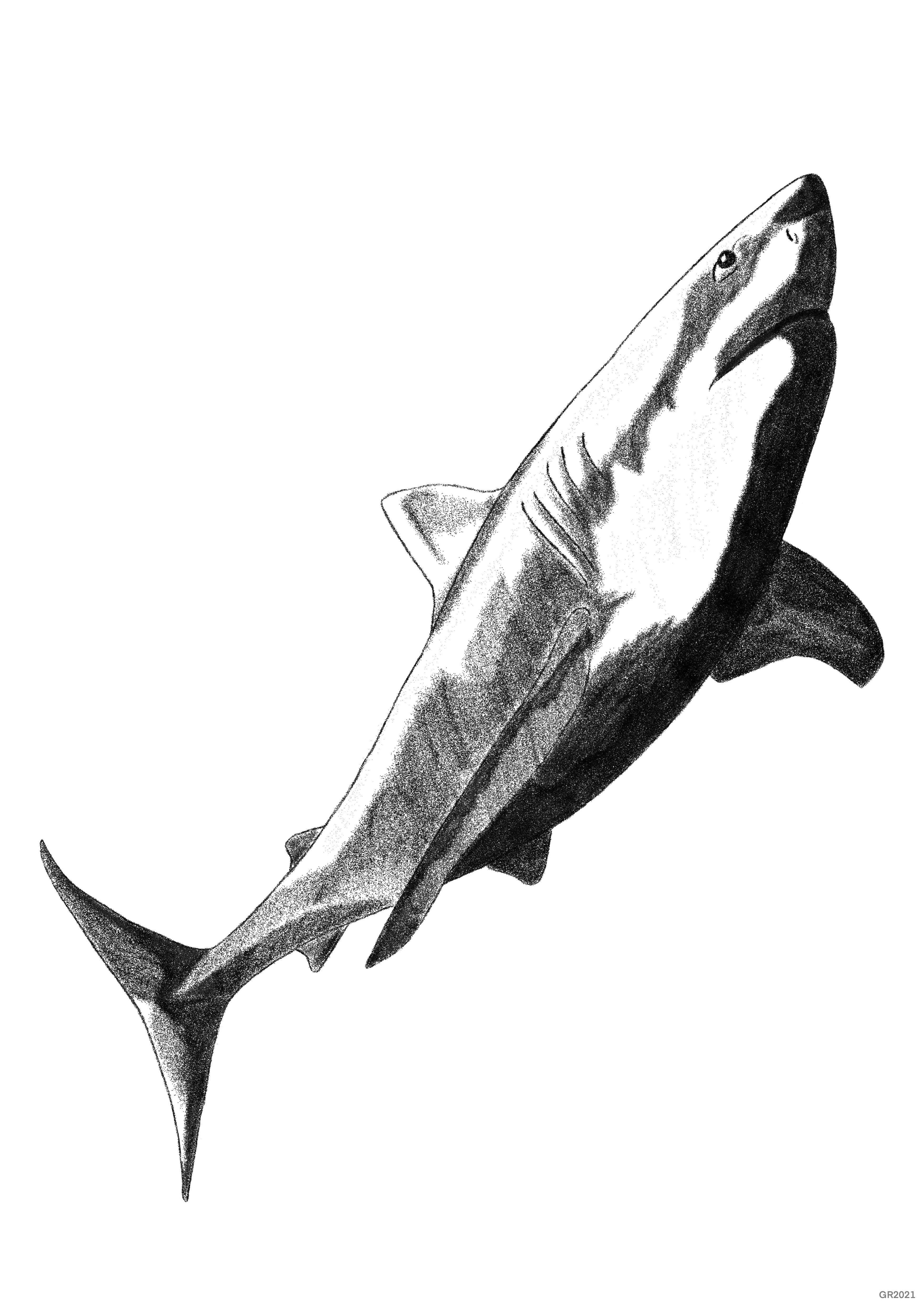 Shark Art Print - Sea-life Series