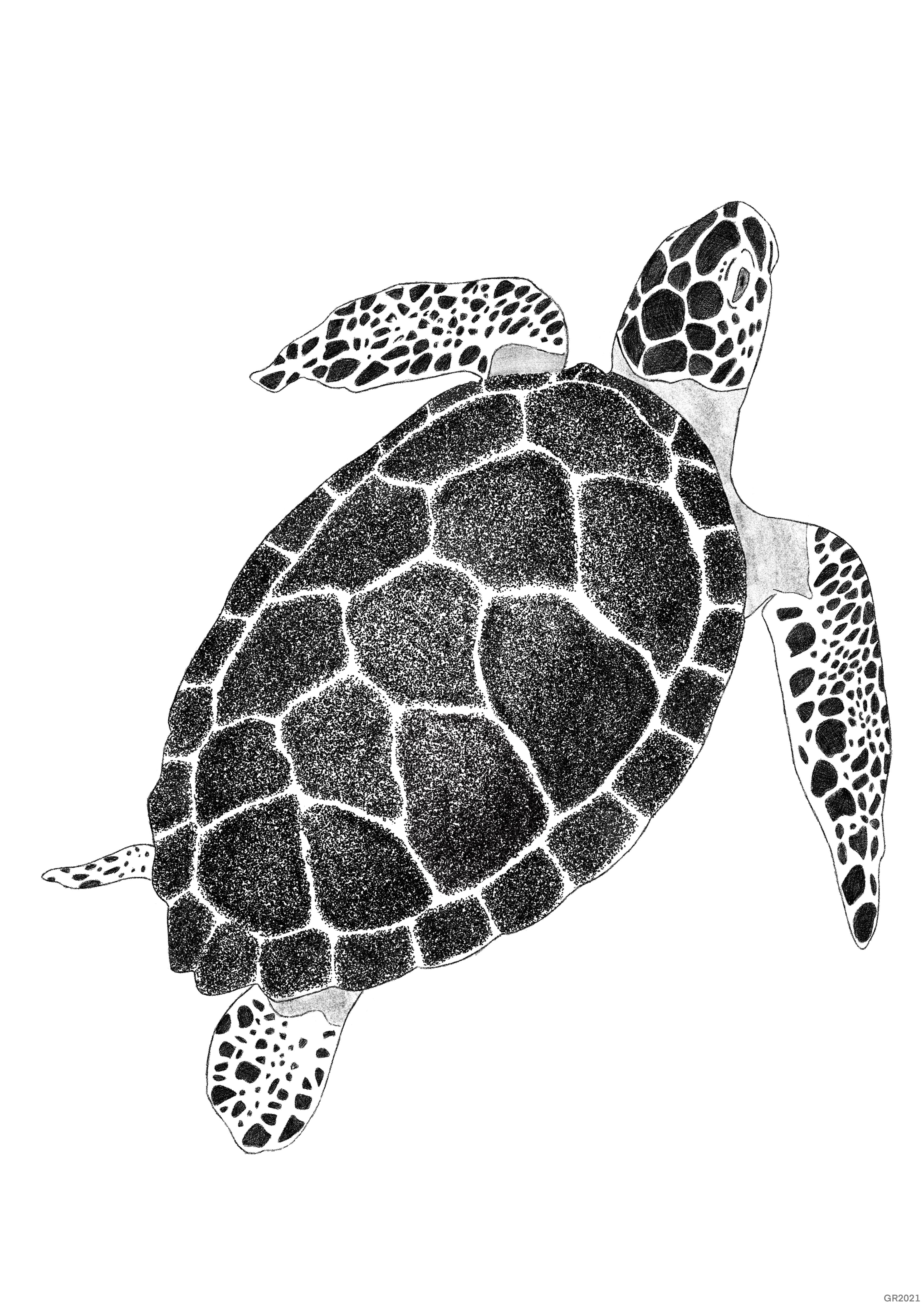 Turtle Art Print - Sea-life Series