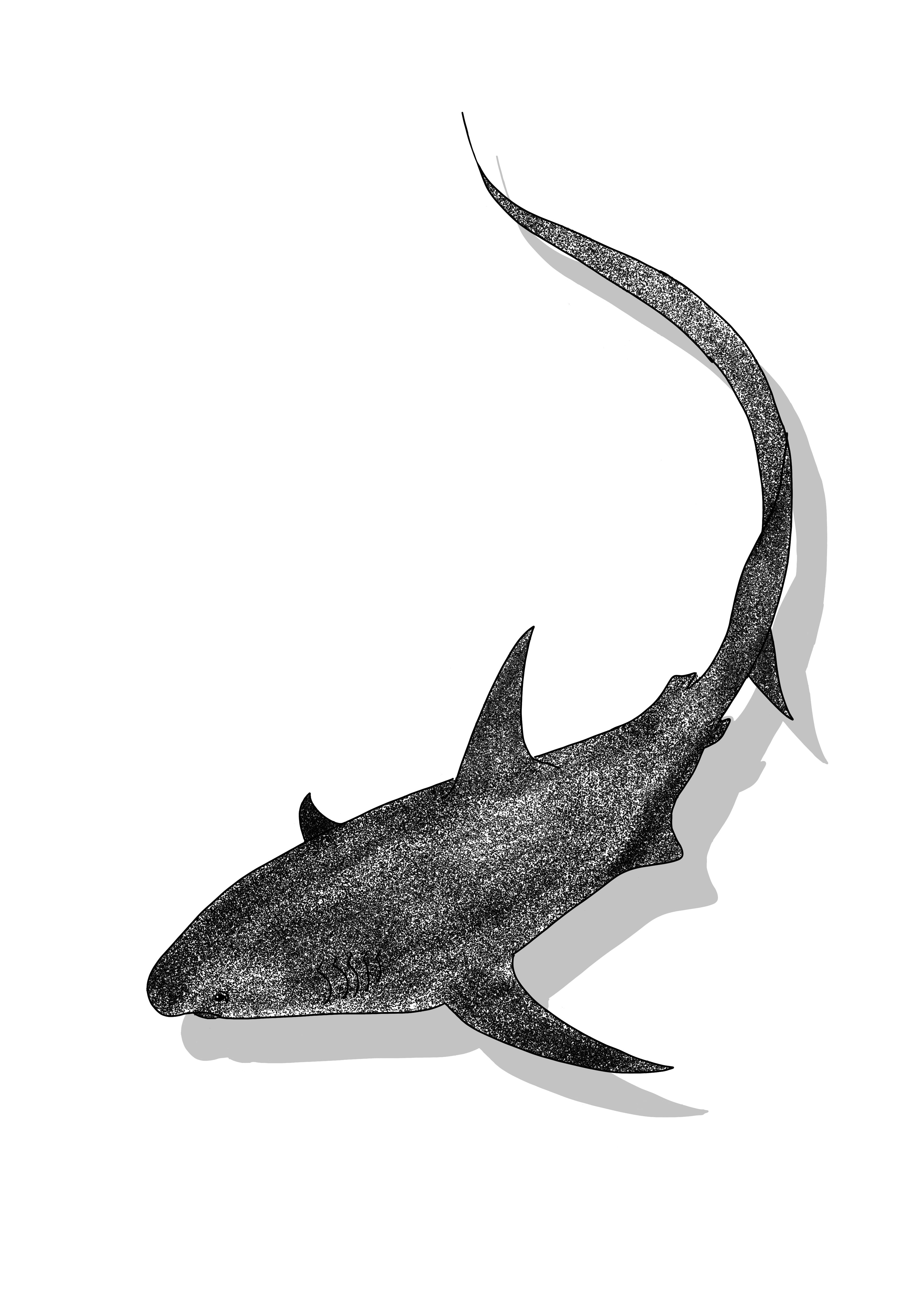 Thresher Shark Art Print